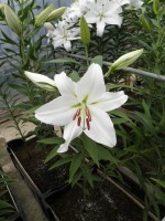 [1822 Pathos No02.JPG]